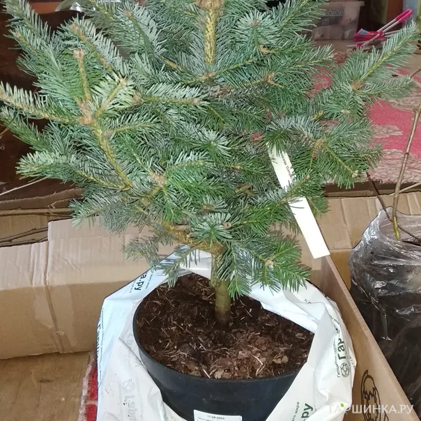 превью изображения отзыва