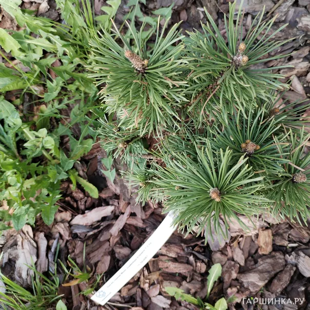 превью изображения отзыва