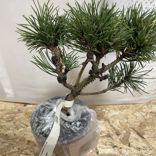 превью изображения отзыва