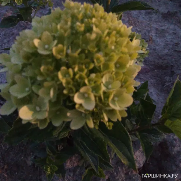 превью изображения отзыва