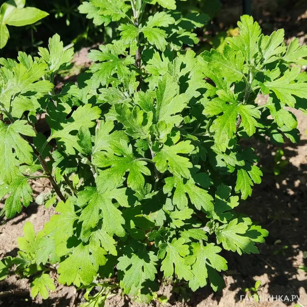 превью изображения отзыва