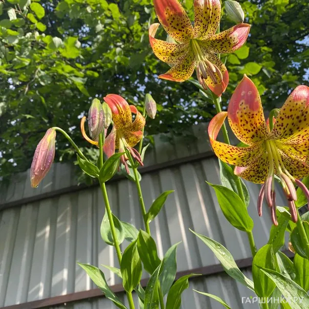 превью изображения отзыва