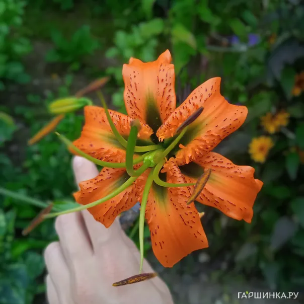 превью изображения отзыва