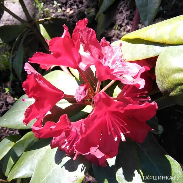 превью изображения отзыва