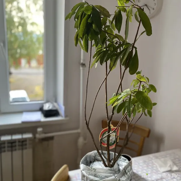 превью изображения отзыва