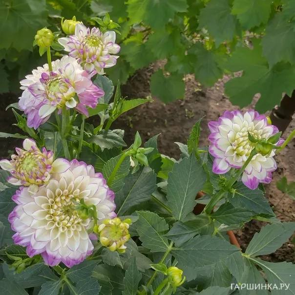 превью изображения отзыва