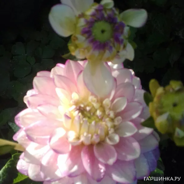 превью изображения отзыва