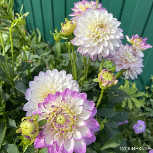 превью изображения отзыва