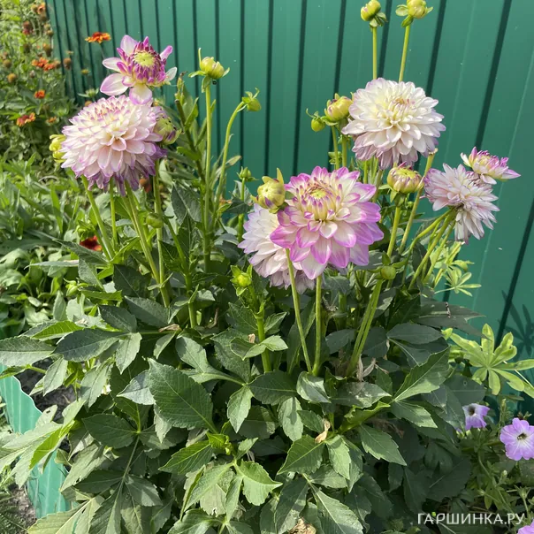 превью изображения отзыва