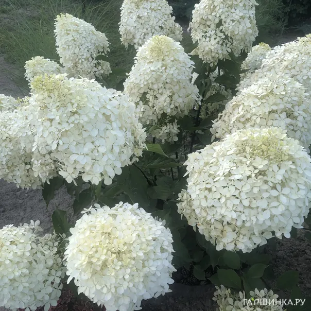 превью изображения отзыва