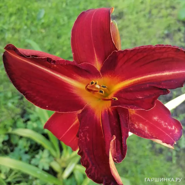 превью изображения отзыва