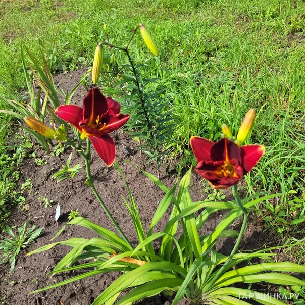 превью изображения отзыва