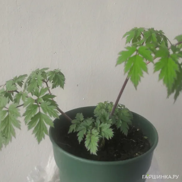 превью изображения отзыва