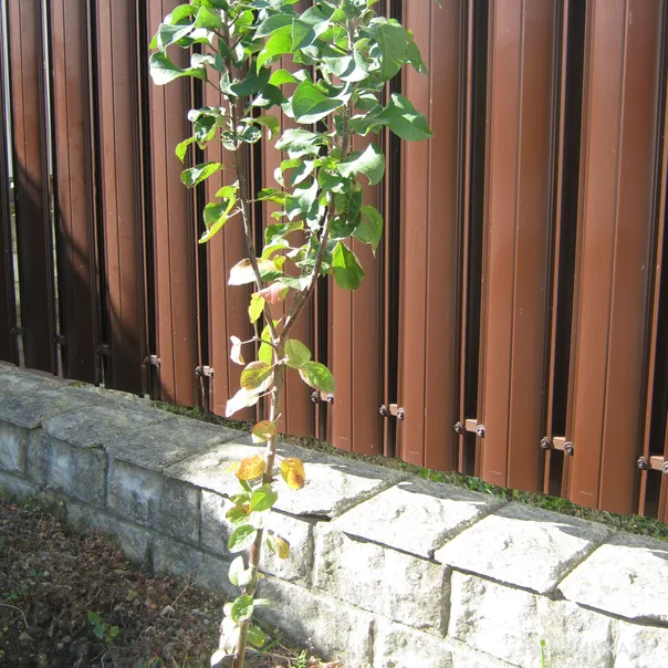 превью изображения отзыва