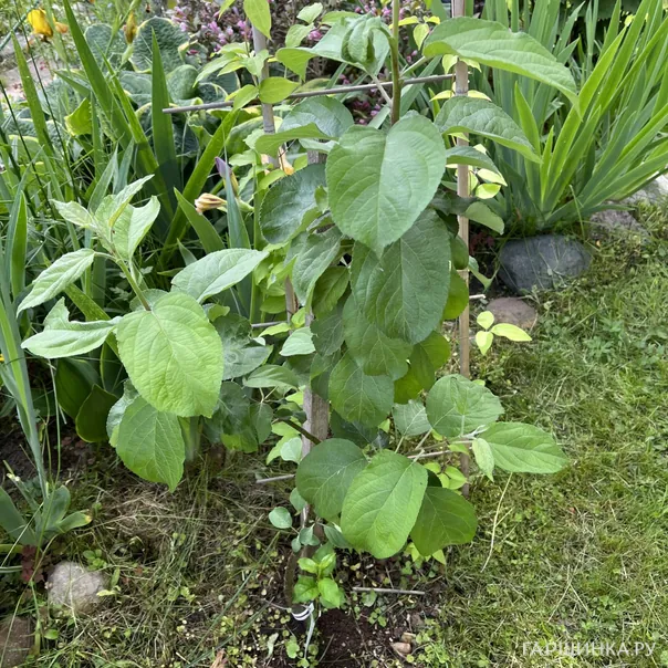 превью изображения отзыва