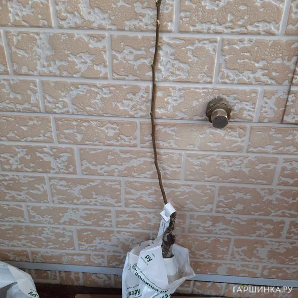 превью изображения отзыва