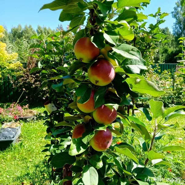 превью изображения отзыва