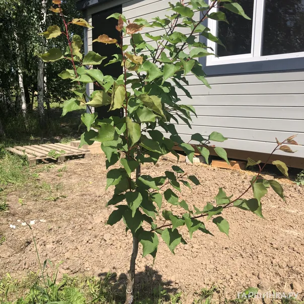 превью изображения отзыва