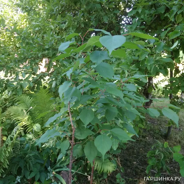 превью изображения отзыва