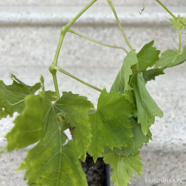 превью изображения отзыва