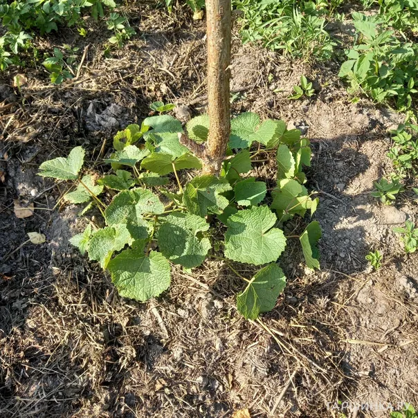 превью изображения отзыва