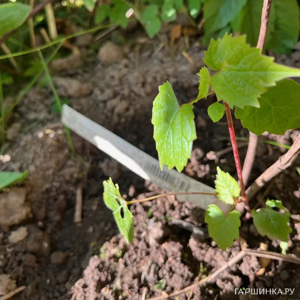 превью изображения отзыва