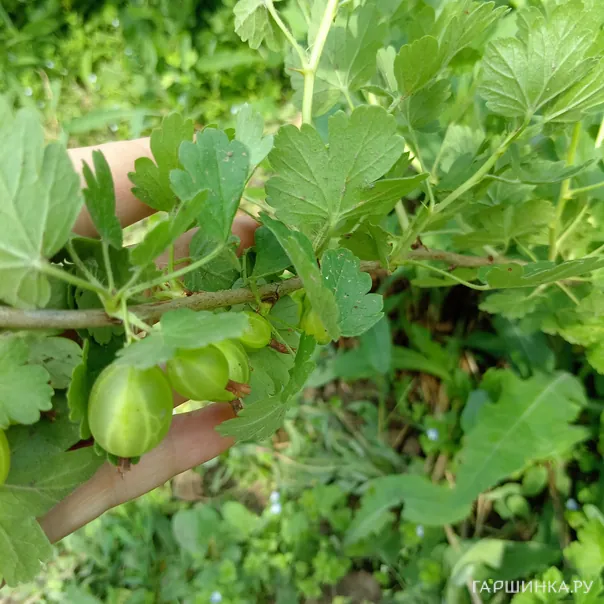 превью изображения отзыва