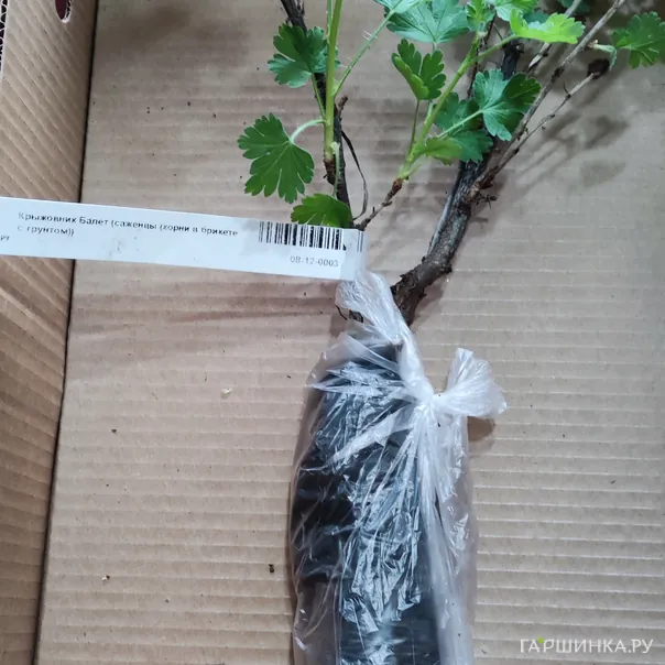 превью изображения отзыва