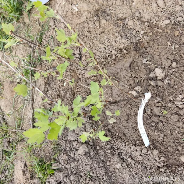 превью изображения отзыва