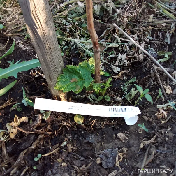 превью изображения отзыва