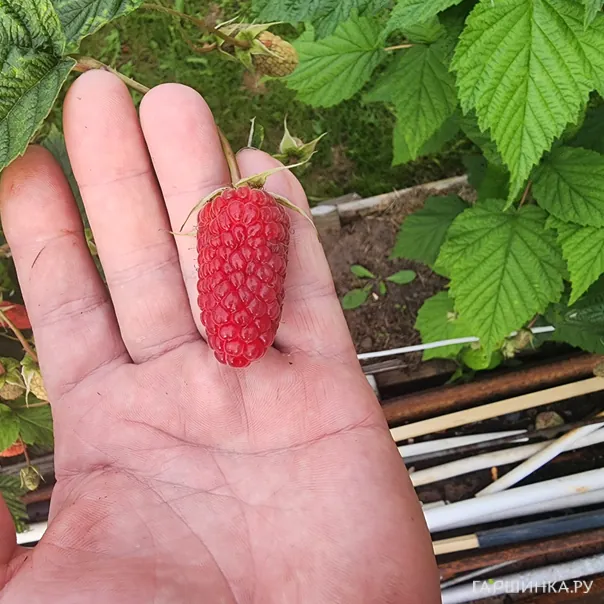 превью изображения отзыва