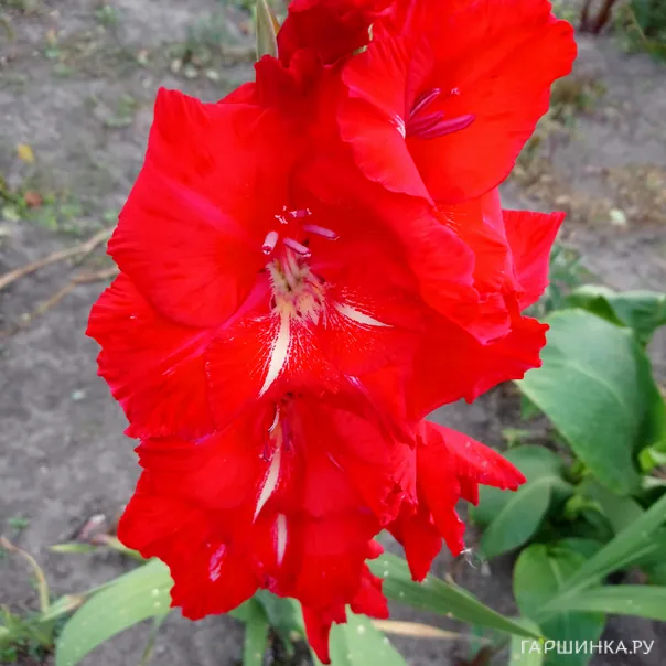 превью изображения отзыва