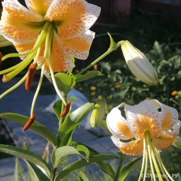 превью изображения отзыва