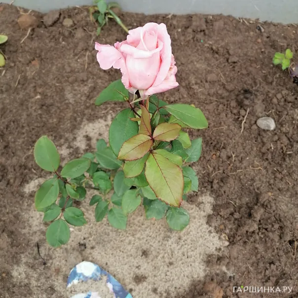 превью изображения отзыва