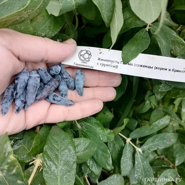 превью изображения отзыва