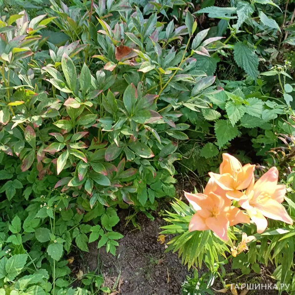 превью изображения отзыва