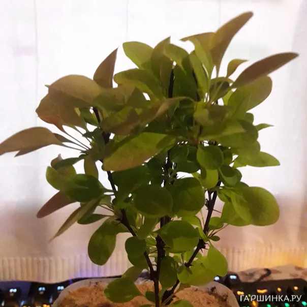 превью изображения отзыва