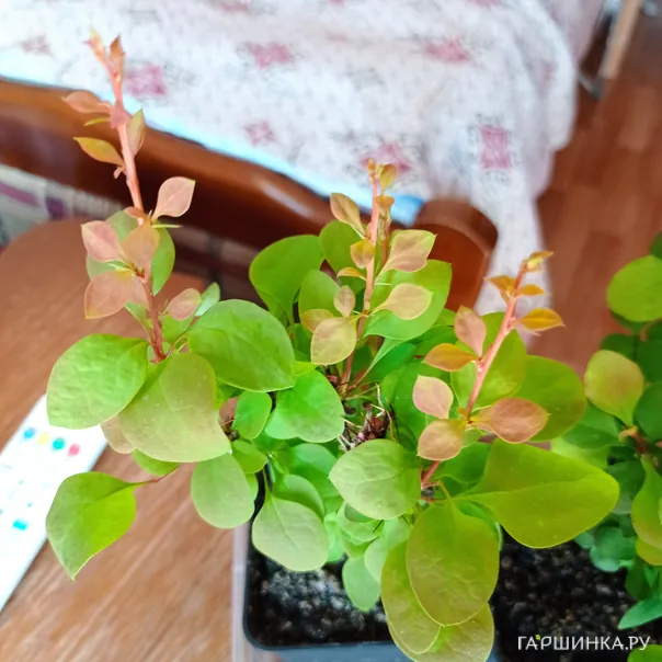 превью изображения отзыва