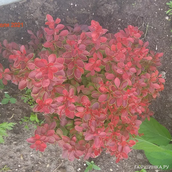 превью изображения отзыва