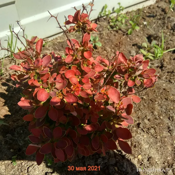 превью изображения отзыва