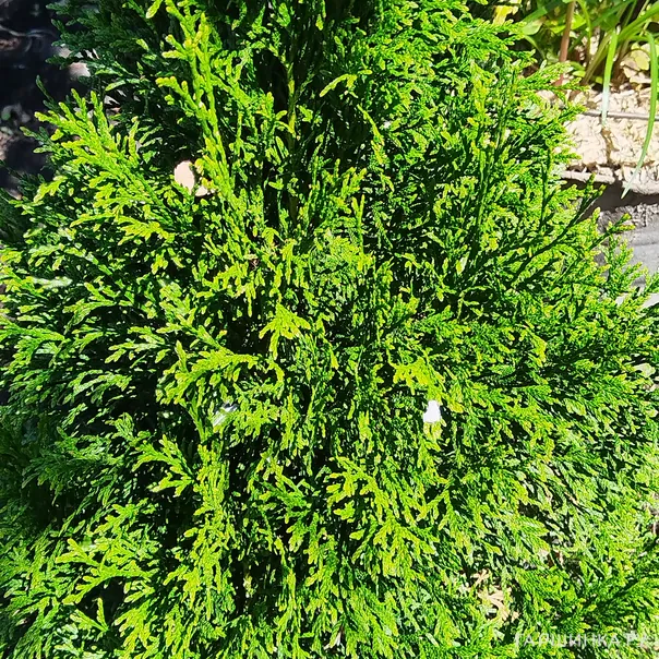 превью изображения отзыва