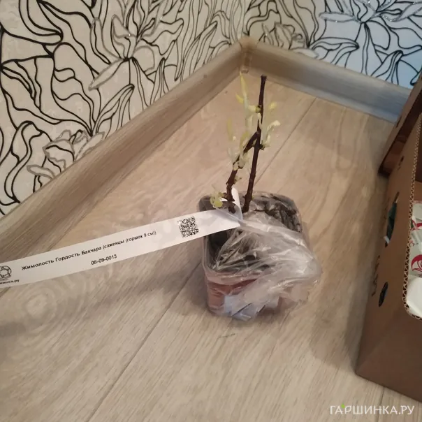 превью изображения отзыва