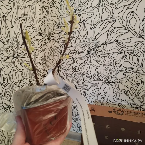 превью изображения отзыва