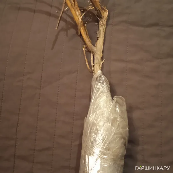 превью изображения отзыва