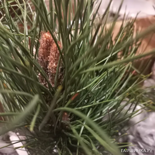 превью изображения отзыва