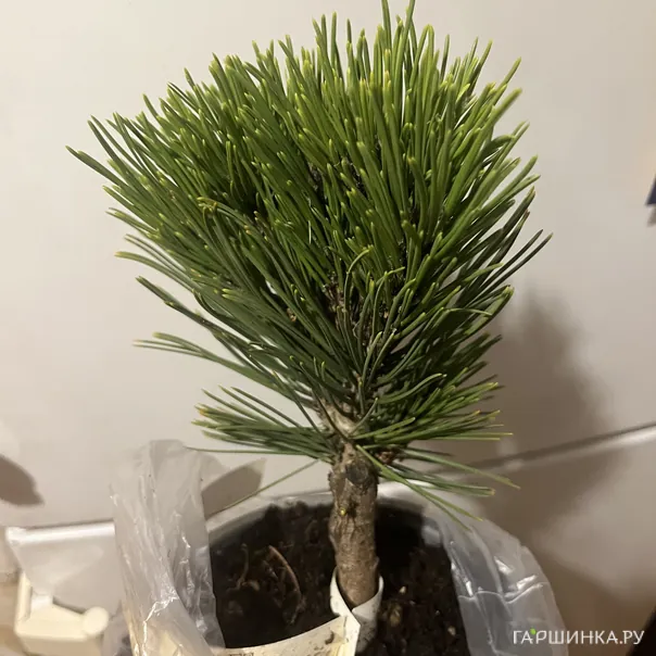 превью изображения отзыва