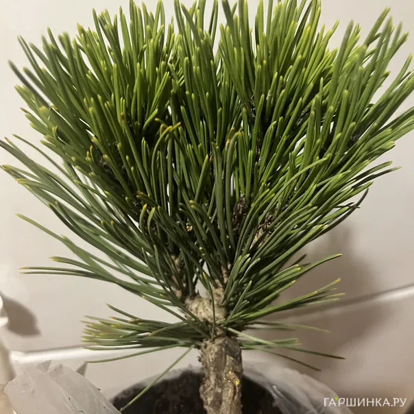 превью изображения отзыва