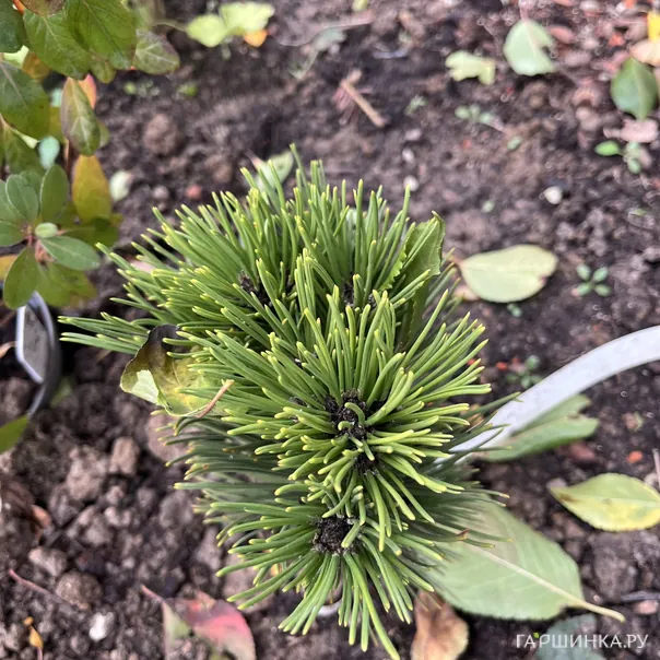 превью изображения отзыва