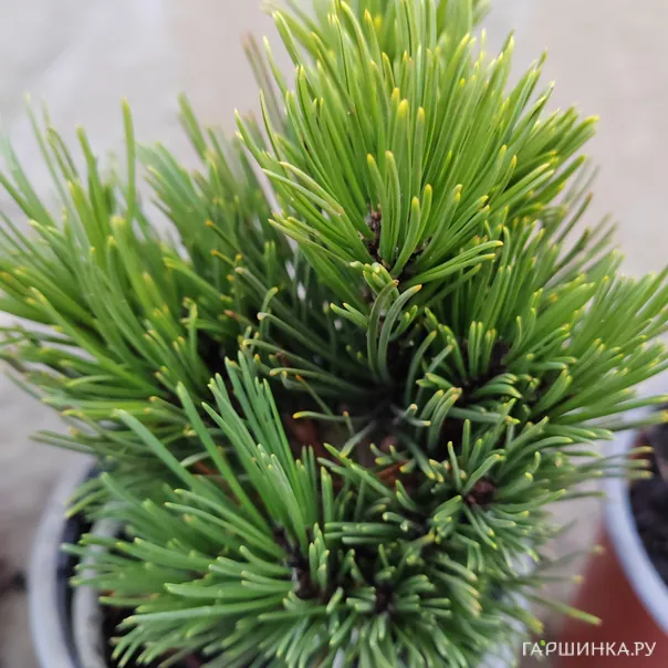 превью изображения отзыва