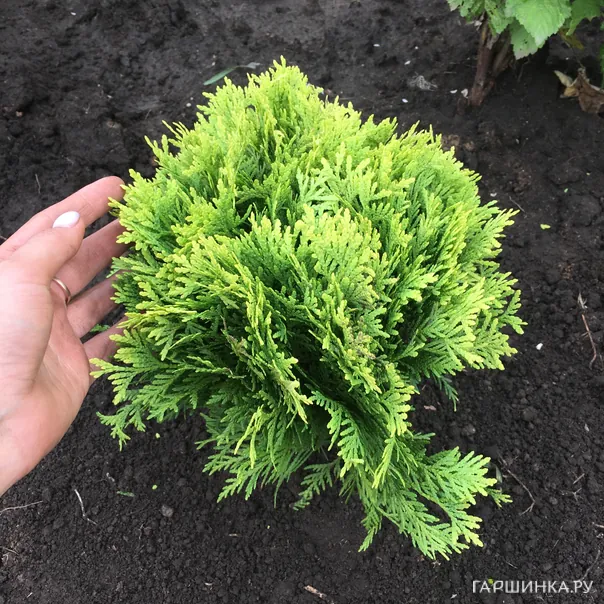 превью изображения отзыва